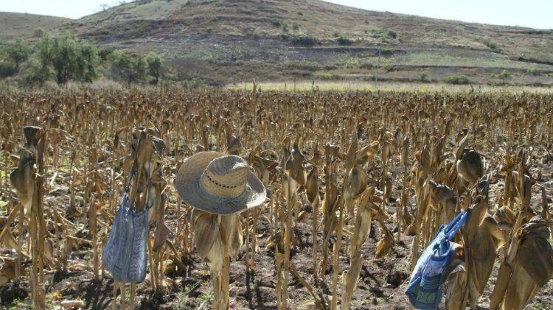 Gobierno no logró la autosuficiencia alimentaria (1)